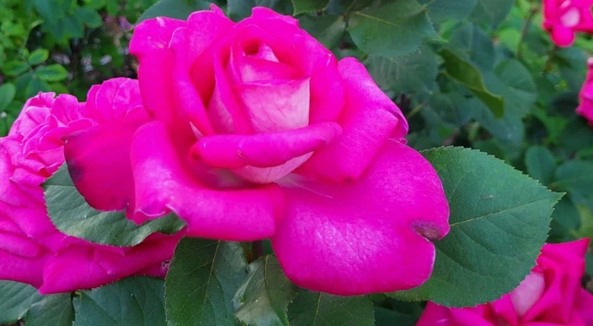 чем подкормить розы в июле месяце