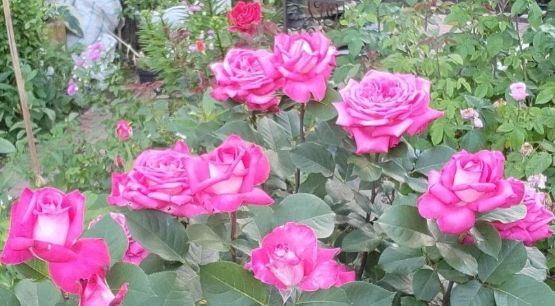 каким удобрением подкормить розы в июле