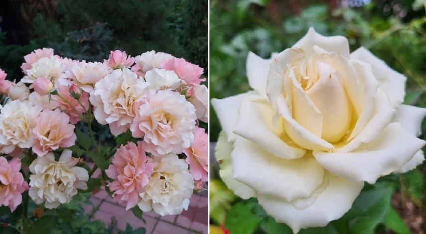 удобрение для роз в июле