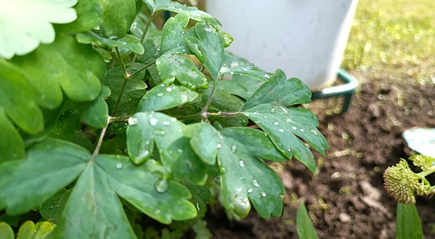 аквилегия фото уход