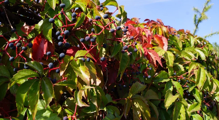 девичий виноград размножение