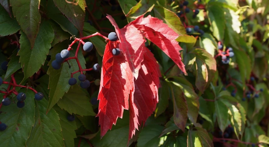 девичий виноград выращивание