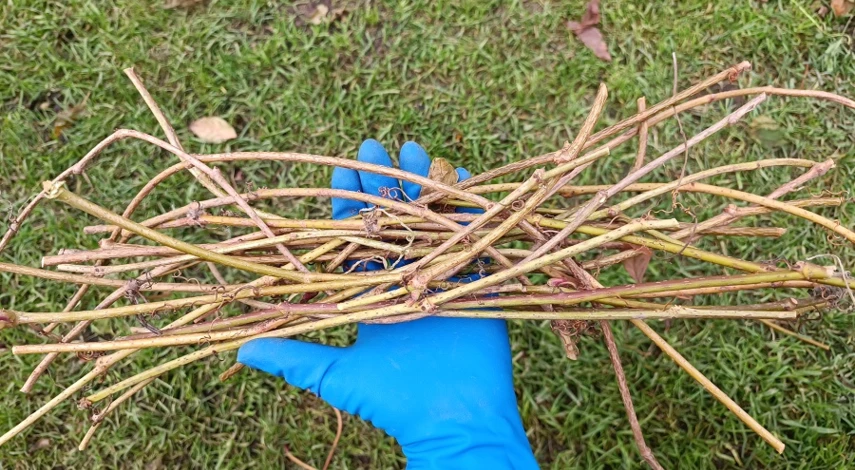 девичий виноград черенки