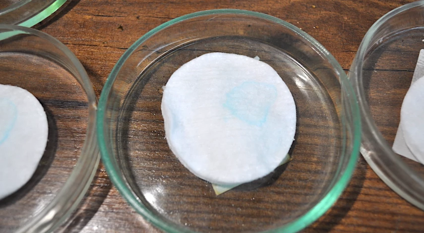 аквилегия описание