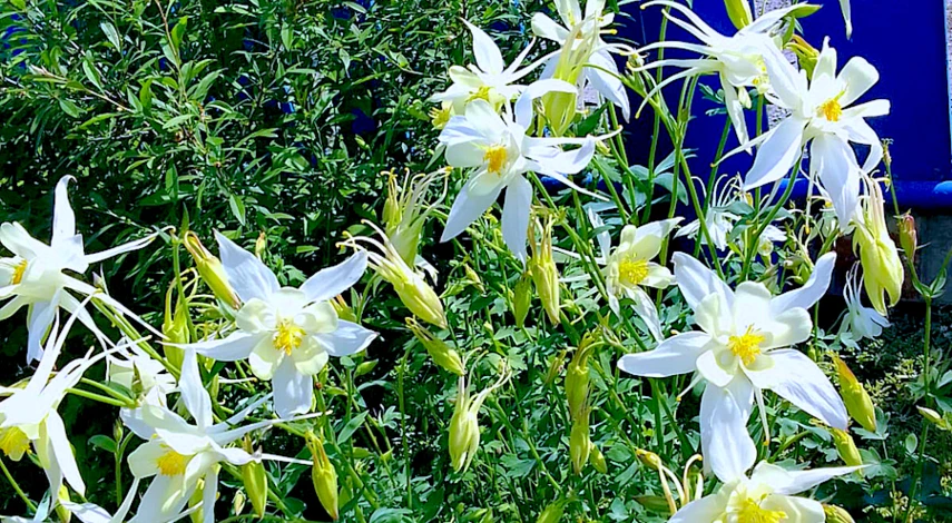 аквилегия уход