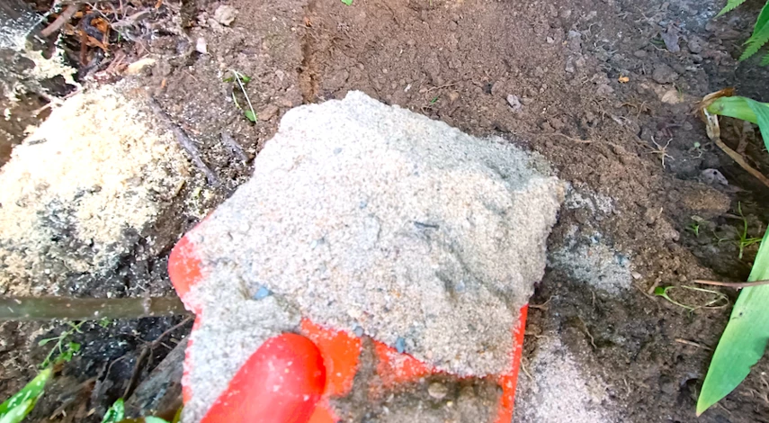 аквилегия посадка