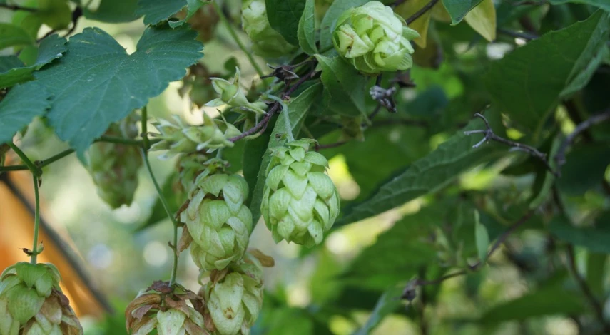 многолетние лианы