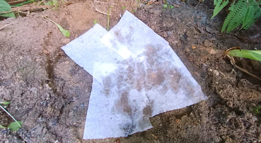 аквилегия уход в открытом грунте