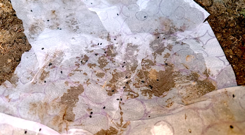 аквилегия посадка в грунт