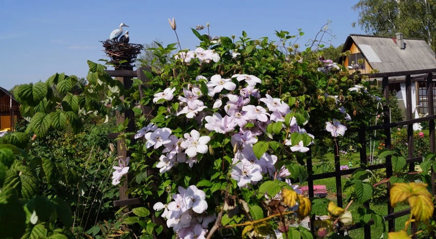 цветущие лианы