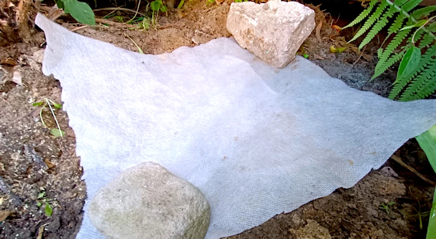 аквилегия посадка и уход в открытом грунте