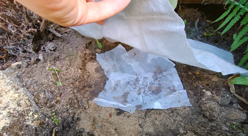 аквилегия посадка в открытый грунт