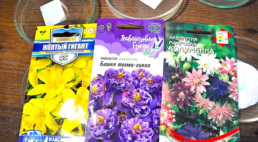 цветок аквилегия