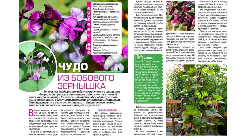 однолетняя лианы