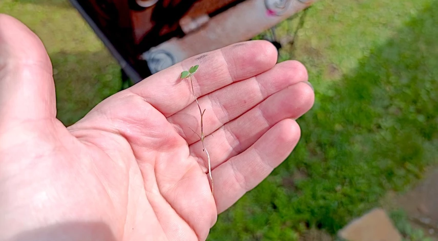 аквилегия на клумбе