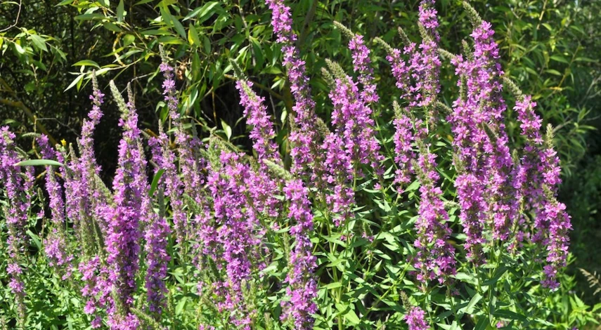 дербенник иволистный посадка