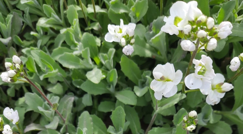 арабис многолетний