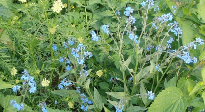 чернокорень от вредителей