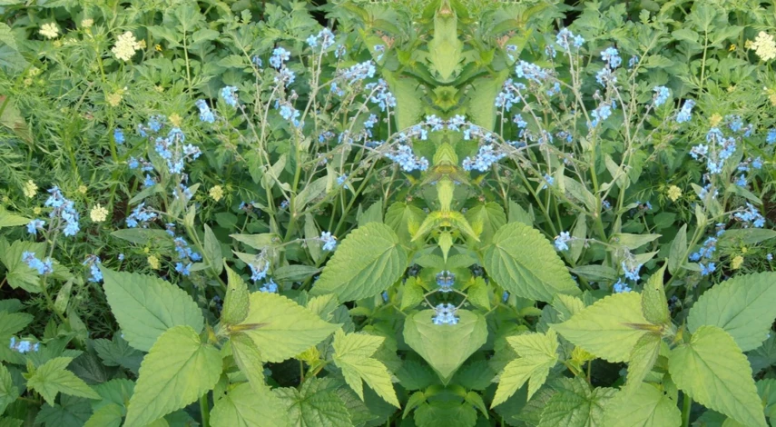 чернокорень и мята от вредителей