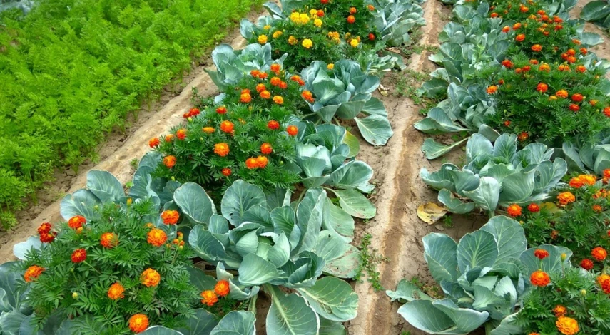 бархатцы от вредителей капусты