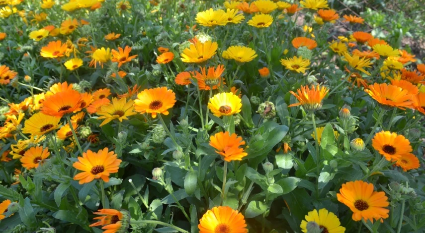 календула лекарственная