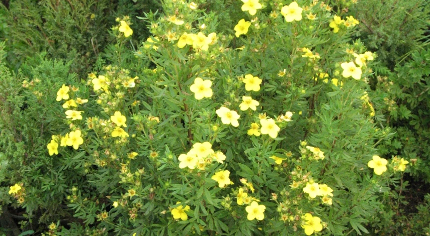 лапчатка лекарственная