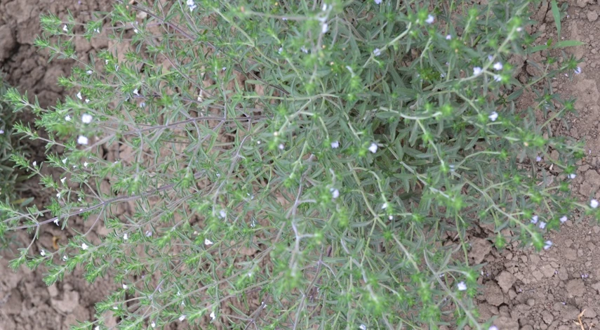 чабрец лекарственный