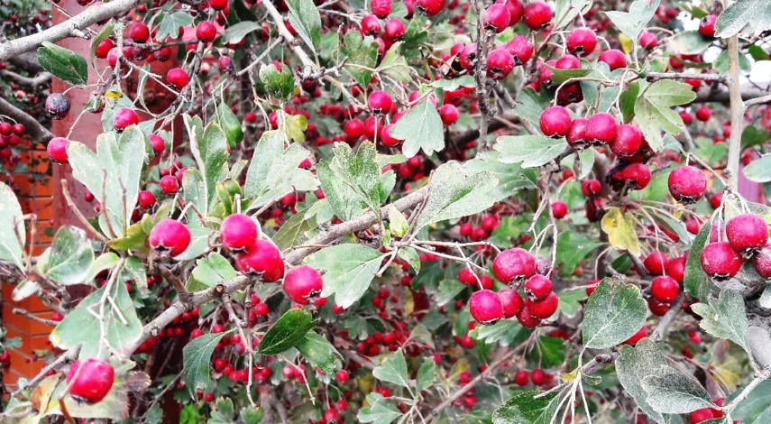 боярышник лекарственный