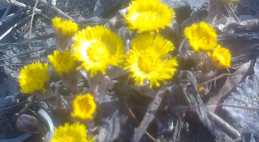 мать и мачеха лекарственная