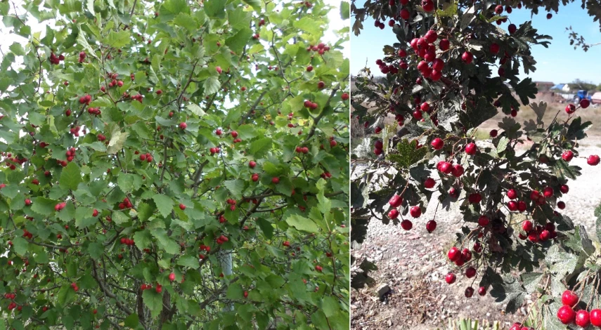 боярышник выращивание