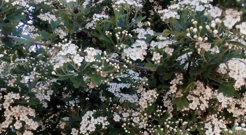 боярышник размножение