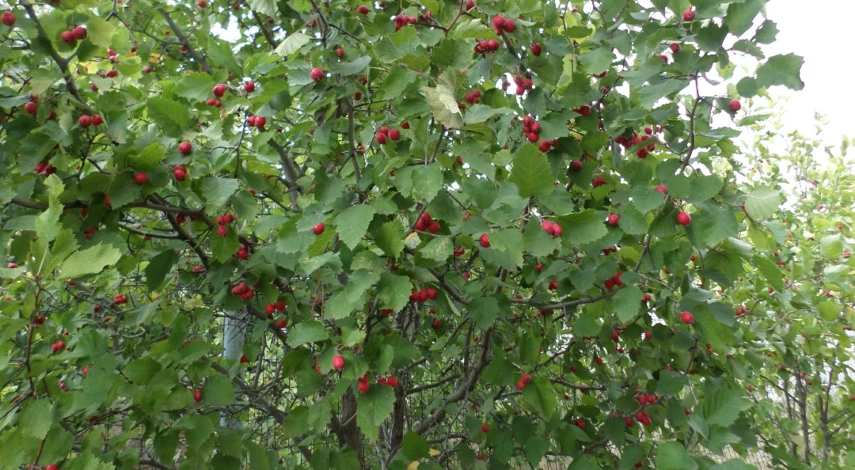 боярышник посадка