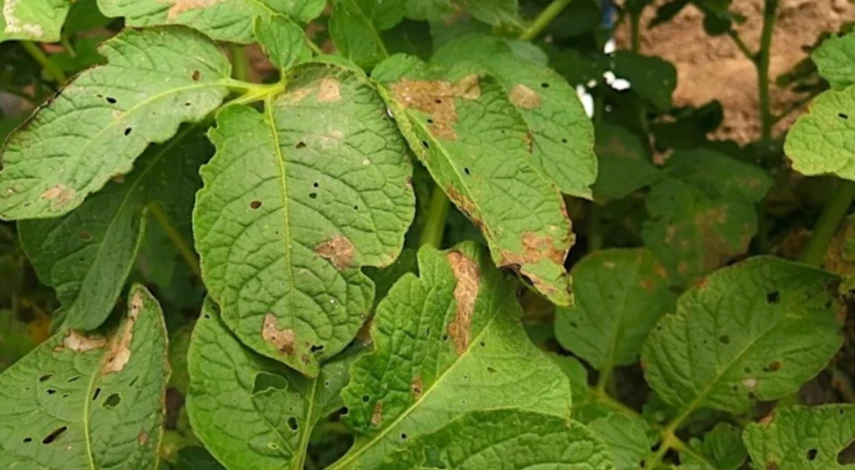 дни уборки картофеля