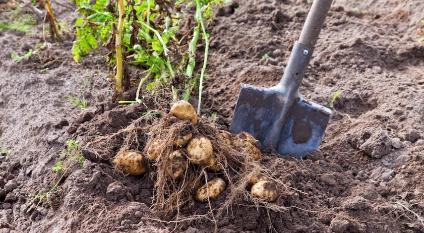 картофель перед уборкой