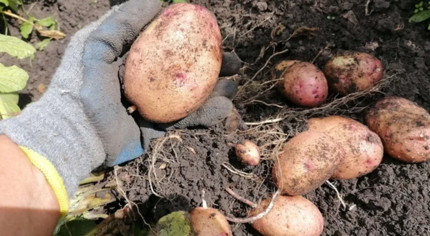 сбор картошки