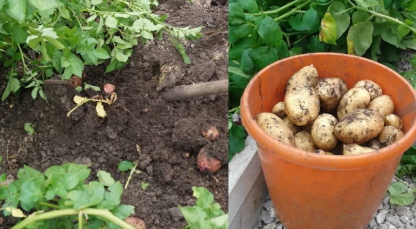 выкопка картошки