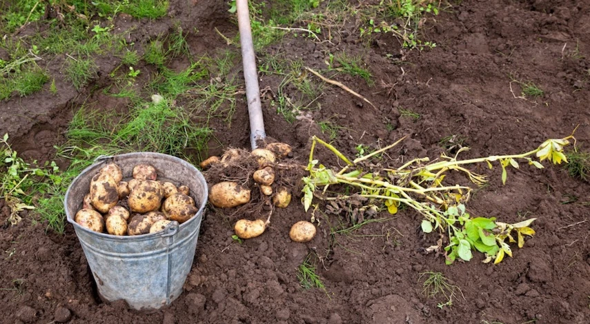 когда убирать картофель