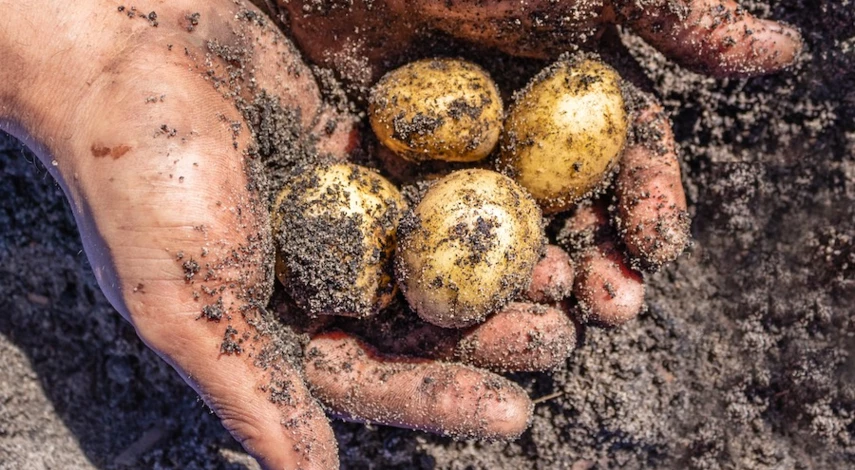 когда выкапывать картошку