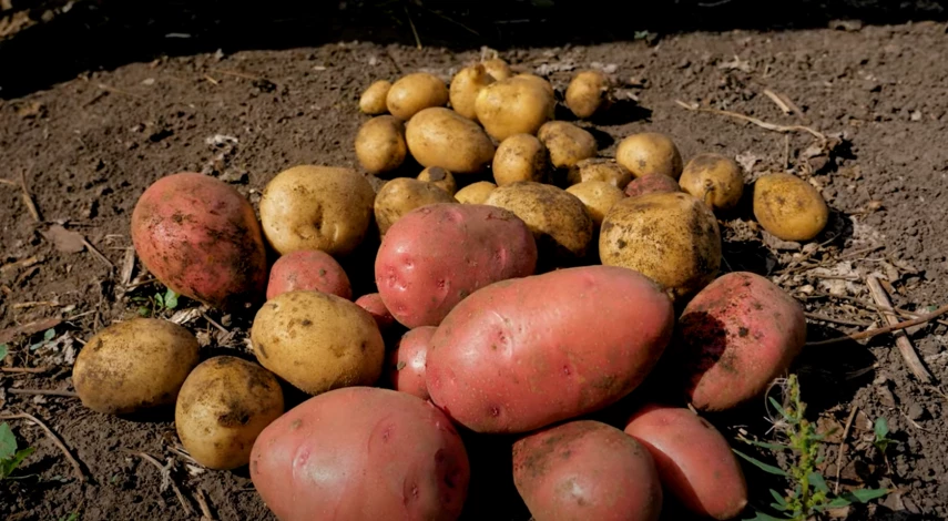 уборка картошки