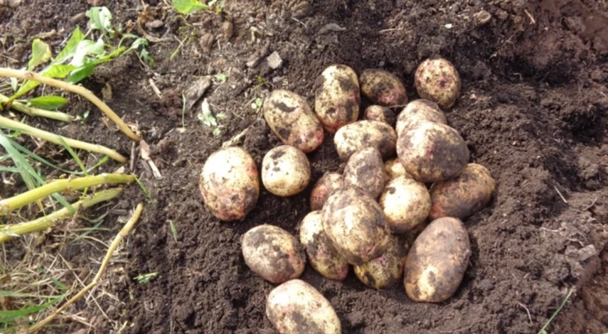 выкопка картофеля