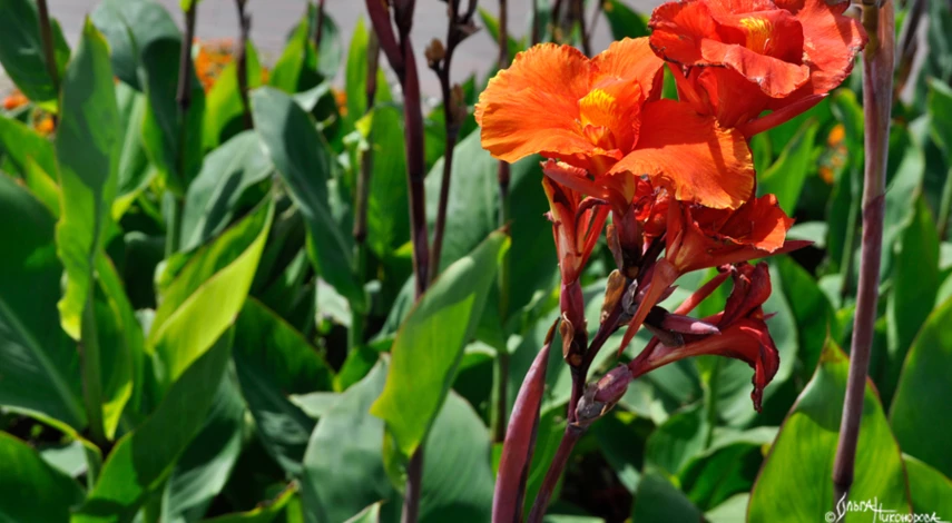 выкапывают ли канны на зиму