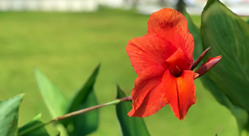 канна надо выкапывать на зиму