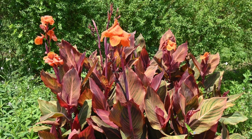 выкопка канн