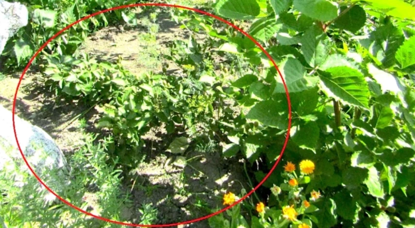 посадка ежевики осенью в открытый грунт