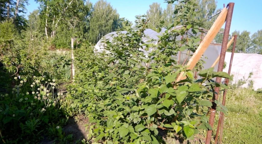 как посадить ежевику осенью