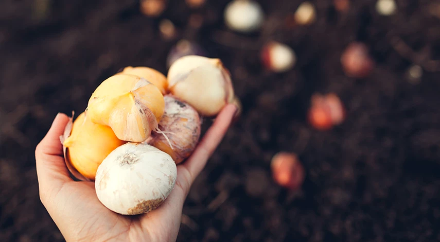 посадка тюльпанов осенью в открытый грунт