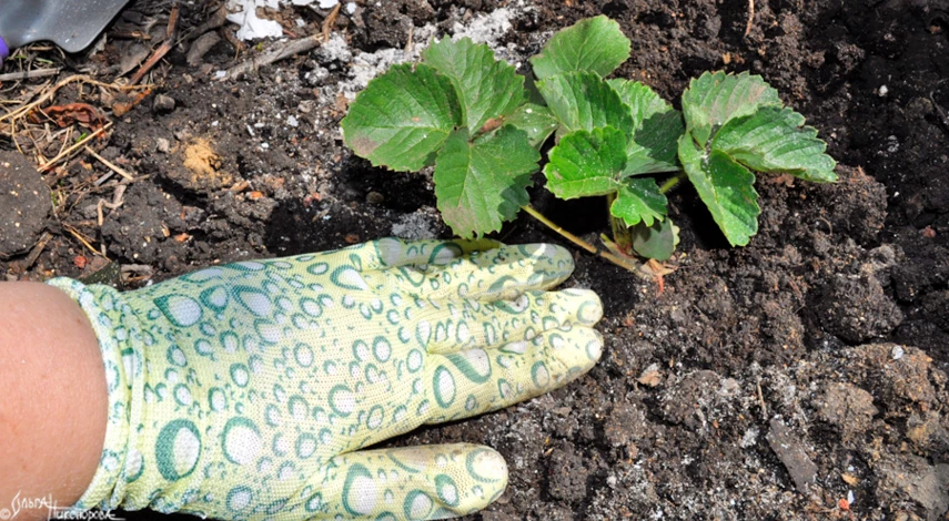 когда сажать клубнику осенью