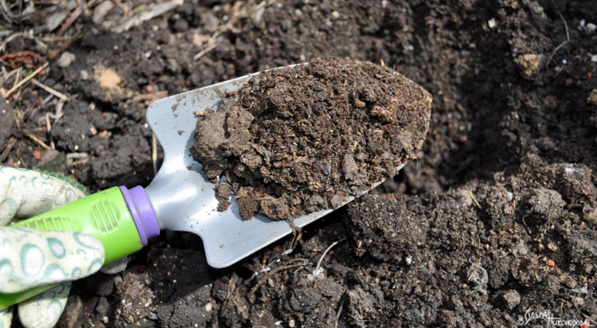 когда сажать клубнику в открытый грунт осенью