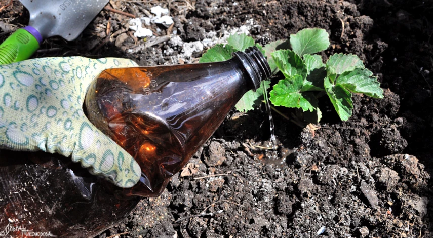 когда сажать усы клубники осенью