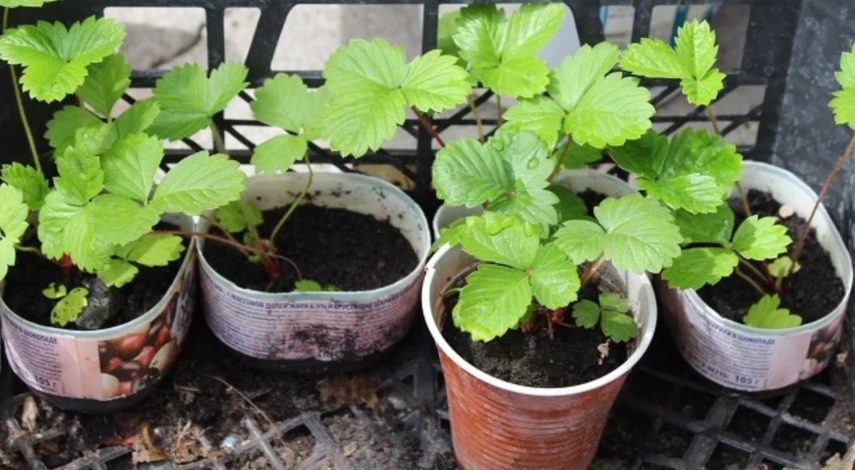 Посадка клубники под осень